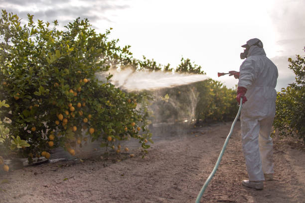Best Pest Control for Homes  in Ben Wheeler, TX