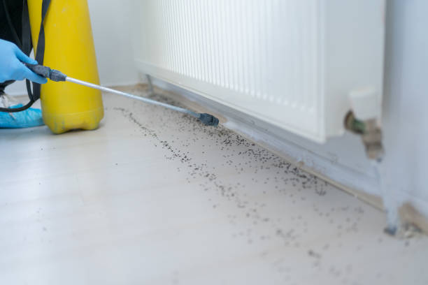 Best Mosquito Control Services  in Ben Wheeler, TX