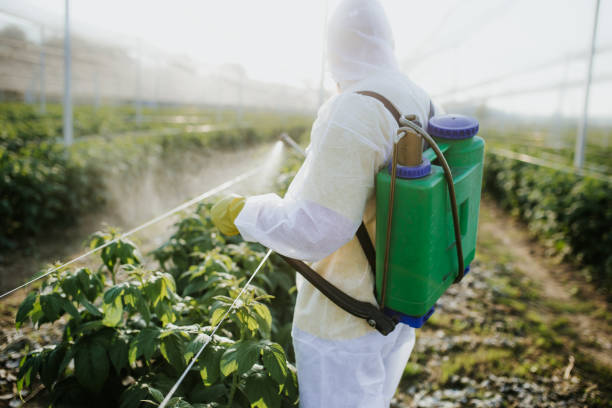Best Termite Control Services  in Ben Wheeler, TX